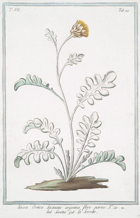 Art Print : 1772, Ixia chinensis ensiformibu = Bermundiana Maggiore. [Iris chinensis, Leopard Lily] - Vintage Wall Art