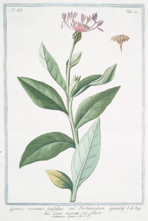 Art Print : 1772, Cuminoides vulgare = Lagoecia = Cimio = Le Cumin. [Wild Cumin] - Vintage Wall Art