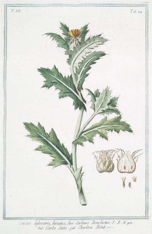 Art Print : 1772, Clymenum, vexillo rubro labialibus = Climeno = Lathyrus Clymenum. - Vintage Wall Art