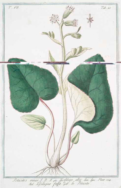 Art Print : 1772, Pervinca vulgaris, latifolia, Flore caruleo = Vinca-pervinca = Pervenche. - Vintage Wall Art