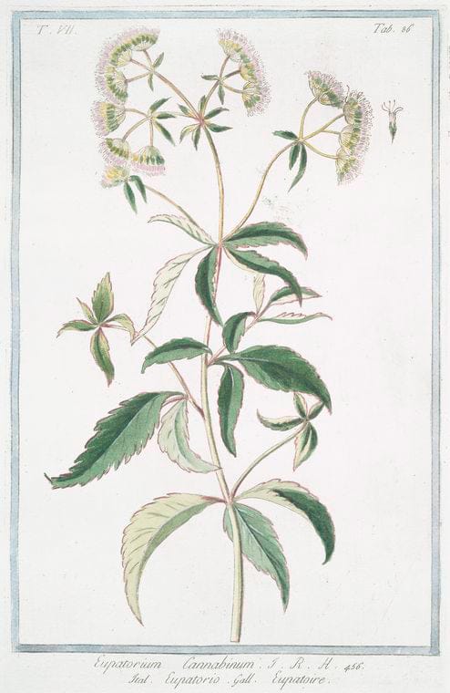 Art Print : 1772, Eupatorium Americanum, foliis longis = Eupatorio Americano = Eupatoire. - Vintage Wall Art