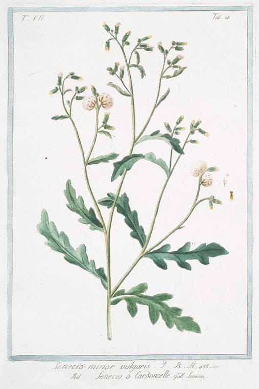 Art Print : 1772, Sedum montanum tomentosum = Semprevivo Montano = Toubarbe. [Mountain House-Leek] - Vintage Wall Art