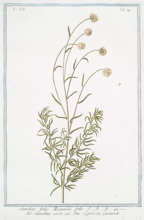Art Print : 1772, Sanicula officinarum = Sanicula mas Fuchsii = Diapensia = Sanide. - Vintage Wall Art