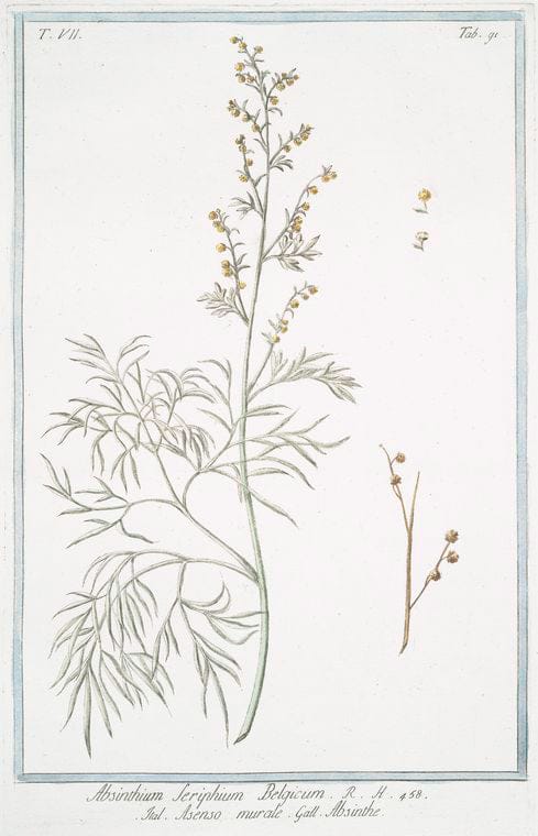 Art Print : 1772, Absinthium Ponticum, seu Romanum officinarum - Vintage Wall Art