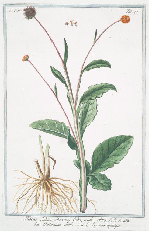 Art Print : 1772, Betonica vulgaris, purpurea = Bettonica = Bettoine. [Wood Betony] - Vintage Wall Art