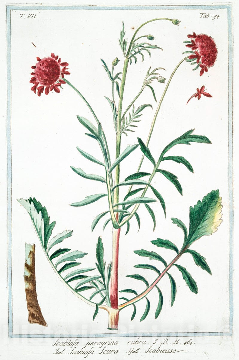 Art Print : 1772, Saxifraga Verna, annua humilio - Vintage Wall Art