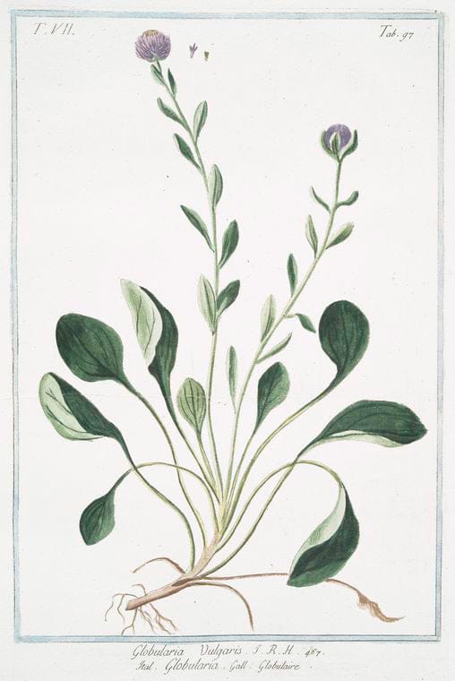 Art Print : 1772, Globularia Montana, humillima repens = Globularia minore = Globulaire. - Vintage Wall Art