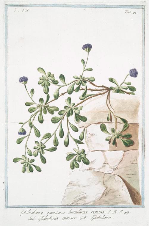 Art Print : 1772, Glaux palustris Flore striato, clauso, foliis Portulacae. - Vintage Wall Art