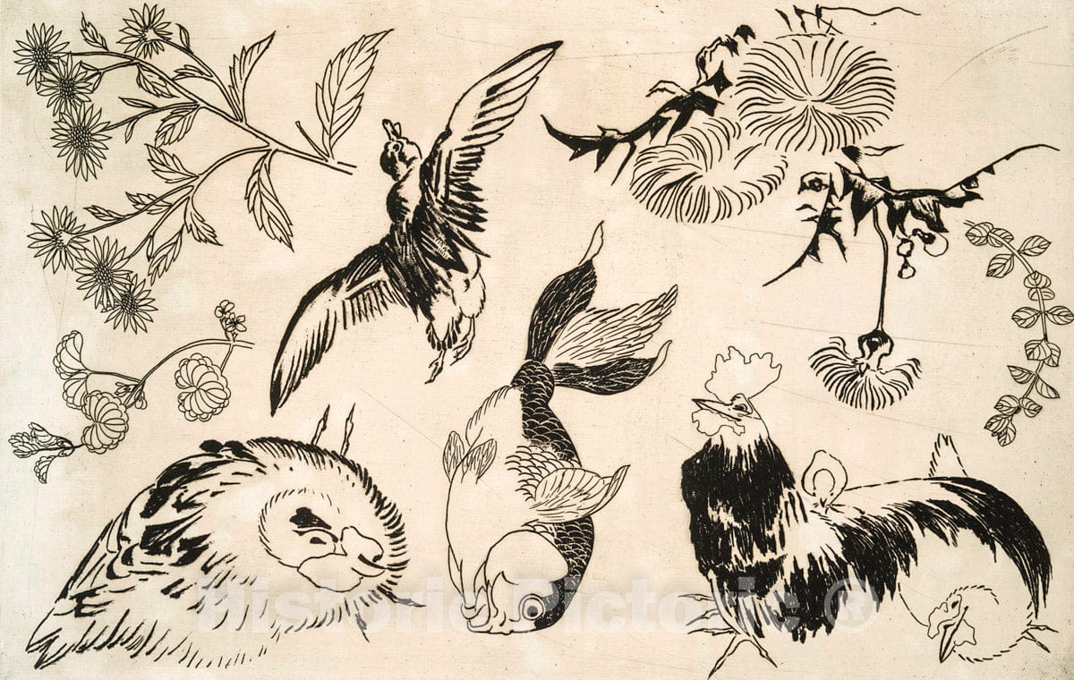 Art Print : 1866, [Coq, Canard, Poisson, plantes.] - Vintage Wall Art