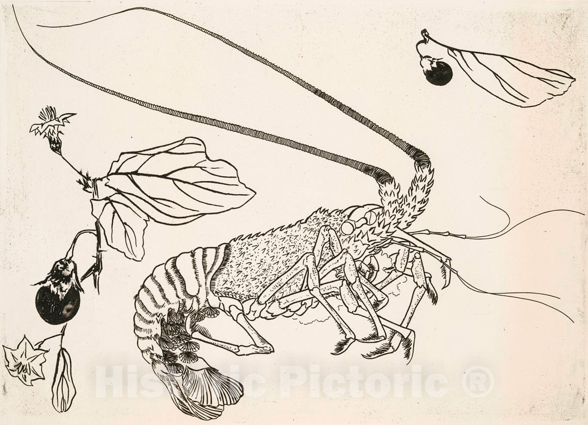 Art Print : 1866, [Grand langouste aux antennes relevees.] - Vintage Wall Art