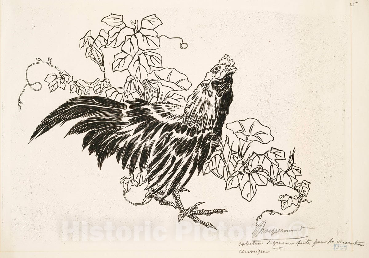 Art Print : 1866, [Un Coq et des liserons.] - Vintage Wall Art