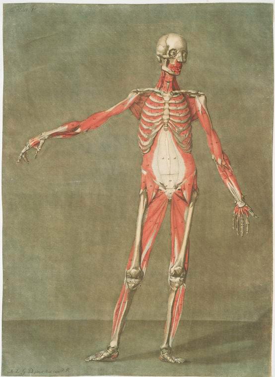 Art Print : Cette Planche represente les Muscles qui paroissent, 1741 - Vintage Wall Art