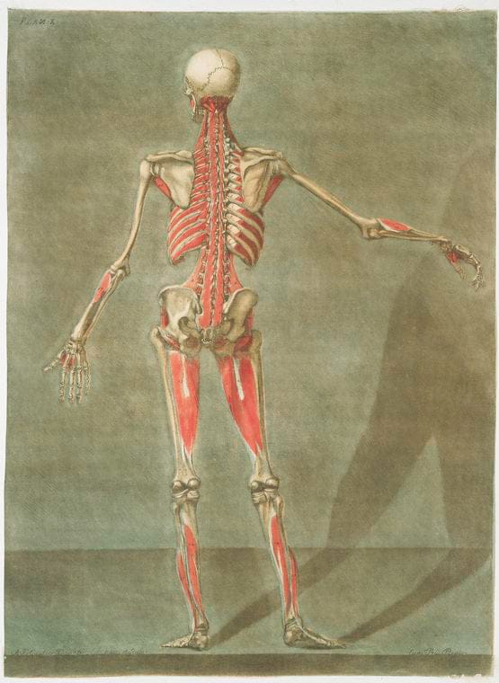 Art Print : Cette Planche represente la derniere couche des Muscles, 1741 - Vintage Wall Art