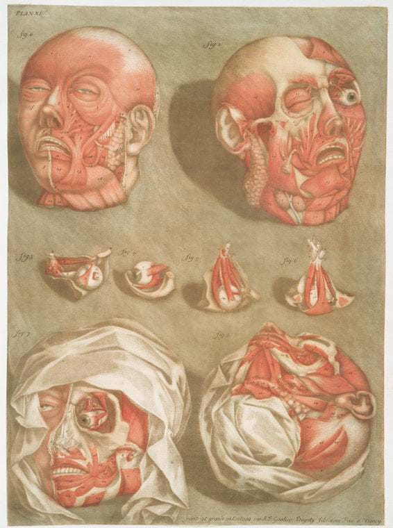 Art Print : Cette Planche represente, en Detail & de Grandeur naturelle, les Muscles de le face, 1741 - Vintage Wall Art