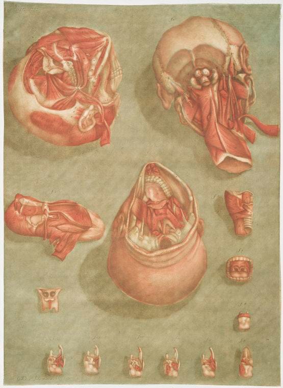 Art Print : Elle presente en Detail certains Muscles de la Tete, 1741 - Vintage Wall Art