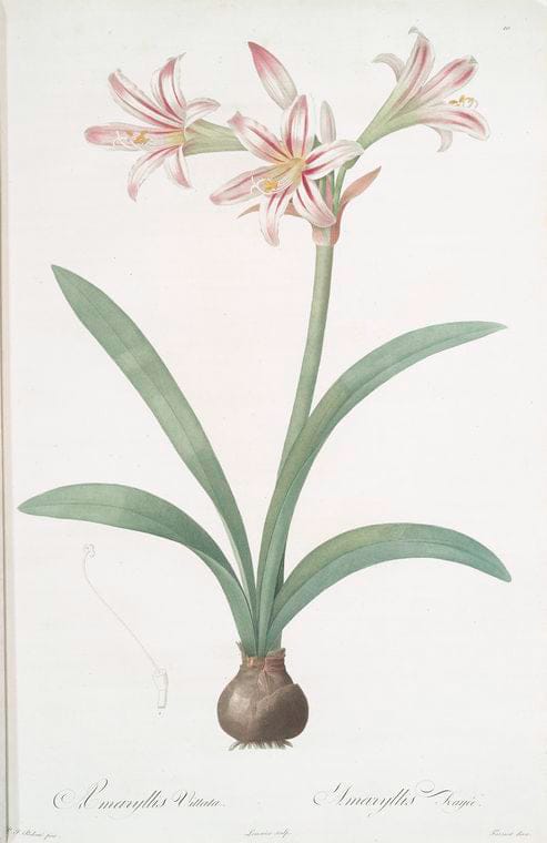 Art Print : Amaryllis undulata, 1759 - Vintage Wall Art