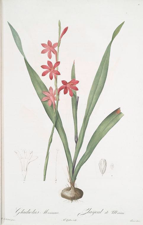 Art Print : Gladiolus lineatus, 1759 - Vintage Wall Art V2