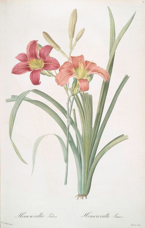 Art Print : Hemerocallis Flava, 1759 - Vintage Wall Art