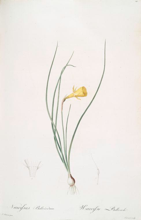 Art Print : Narcissus biflorus, 1759 - Vintage Wall Art