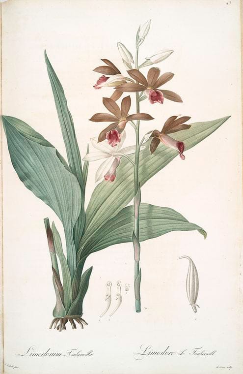 Art Print : Limodorum purpureum, 1759 - Vintage Wall Art