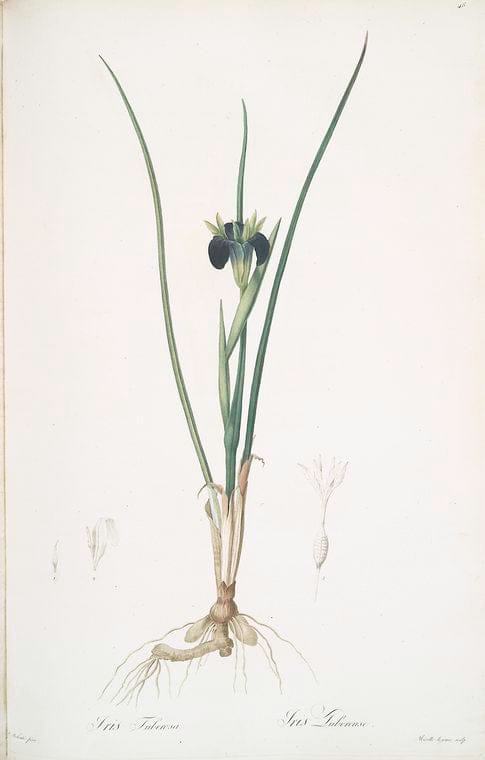 Art Print : Iris triflora, 1759 - Vintage Wall Art