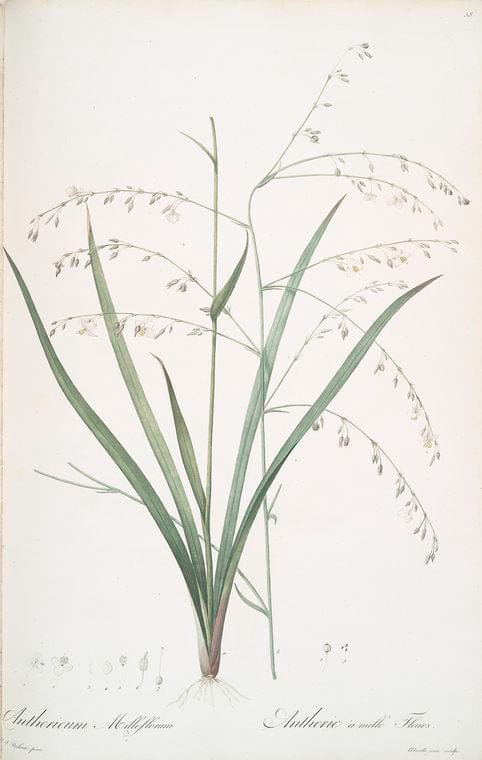 Art Print : Anthericum longiscapum, 1759 - Vintage Wall Art