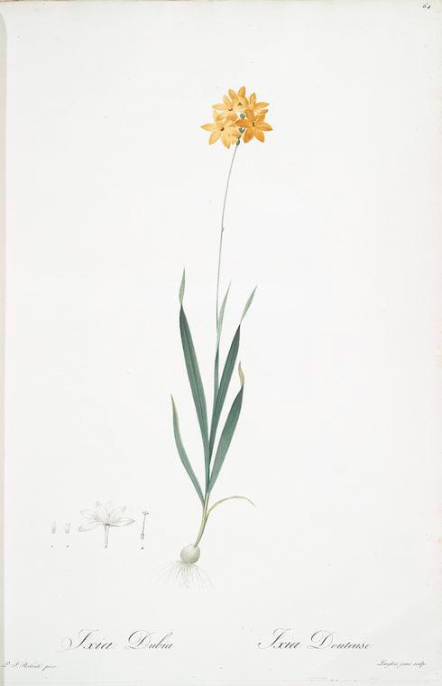 Art Print : Ixia crocata, 1759 - Vintage Wall Art