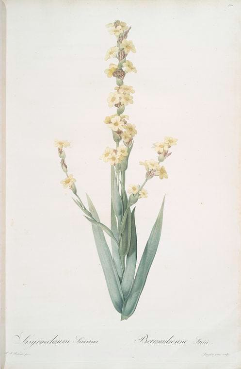 Art Print : Sisyrinchium palmifolium, 1759 - Vintage Wall Art