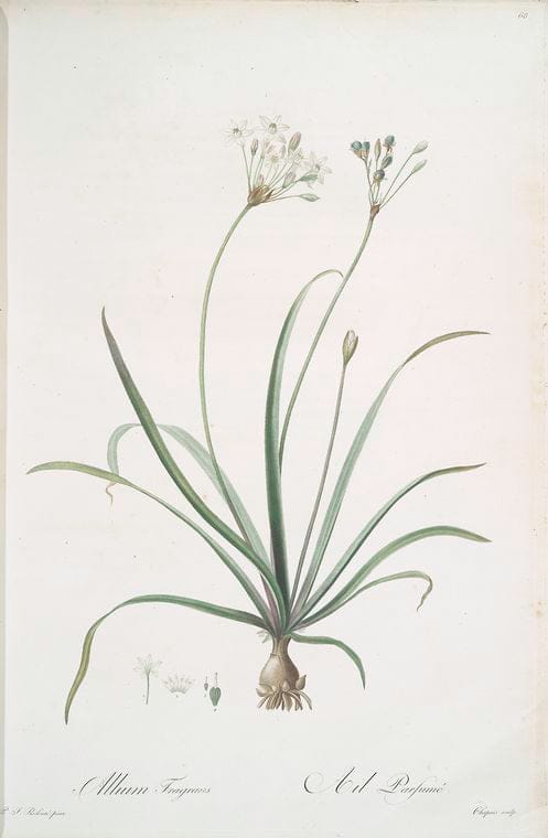 Art Print : Allium flavum, 1759 - Vintage Wall Art