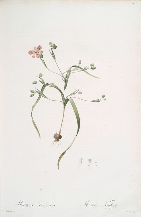 Art Print : Moraea iridioides, 1759 - Vintage Wall Art
