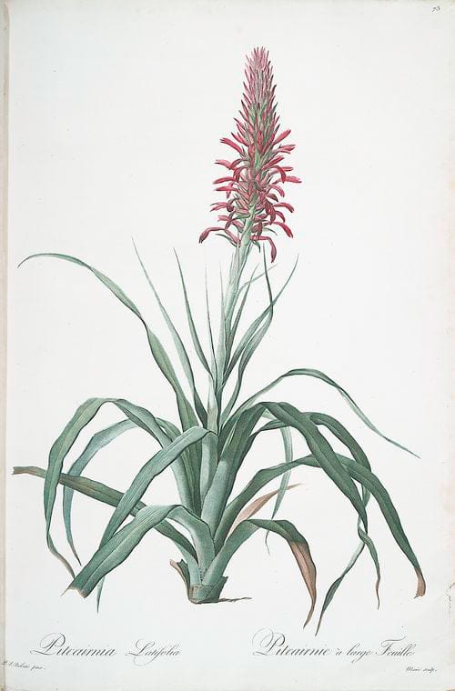 Art Print : Pitcairnia latifolia, 1759 - Vintage Wall Art V1