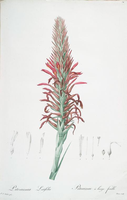 Art Print : Pitcairnia bromeliaefolia, 1759 - Vintage Wall Art