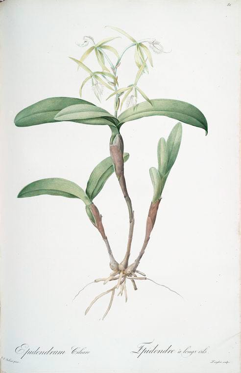 Art Print : Epidendrum bifidum, 1759 - Vintage Wall Art