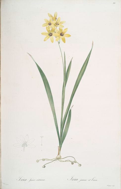 Art Print : Ixia dubia, 1759 - Vintage Wall Art
