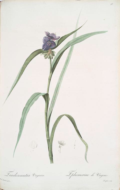 Art Print : Tradescantia erecta, 1759 - Vintage Wall Art