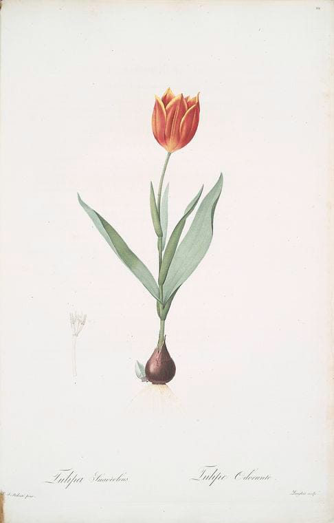 Art Print : Tulipa Oculus-Colis, 1759 - Vintage Wall Art