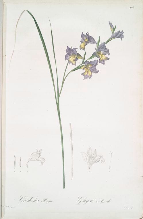 Art Print : Gladiolus plicatus, 1759 - Vintage Wall Art