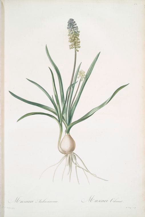 Art Print : Musa paradisiaca, 1759 - Vintage Wall Art