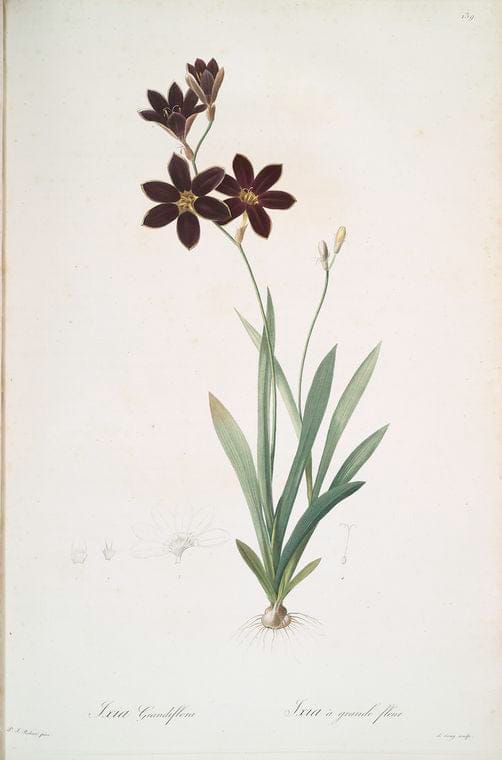 Art Print : Ixia fusco-citrina, 1759 - Vintage Wall Art