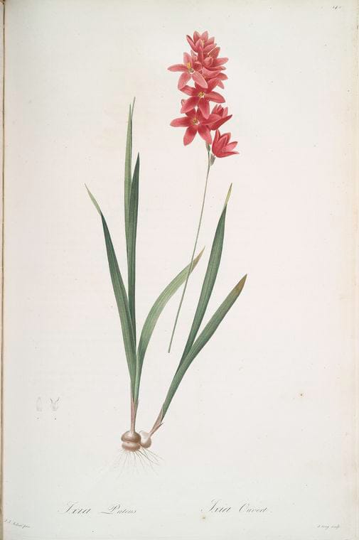 Art Print : Ixia miniata, 1759 - Vintage Wall Art