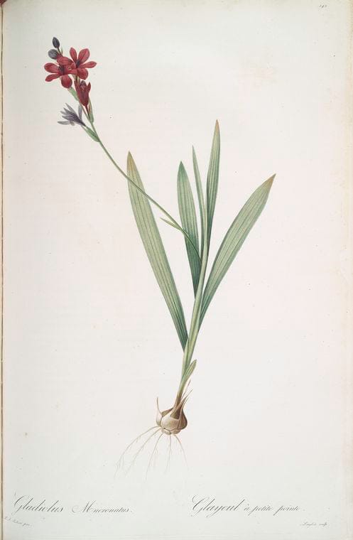 Art Print : Gladiolus merianus, 1759 - Vintage Wall Art