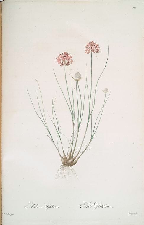 Art Print : Allium fragrans, 1759 - Vintage Wall Art