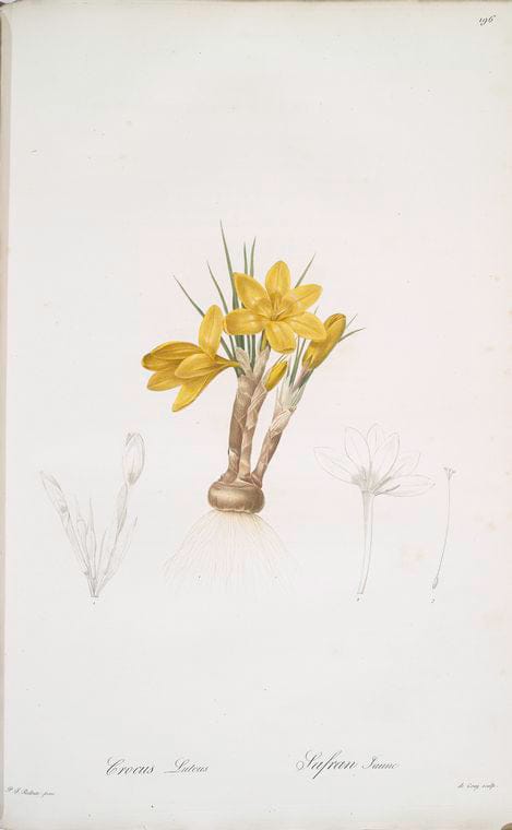 Art Print : Crocus biflorus, 1759 - Vintage Wall Art
