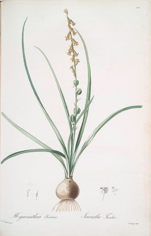Art Print : Hyacinthus orientalis, 1759 - Vintage Wall Art