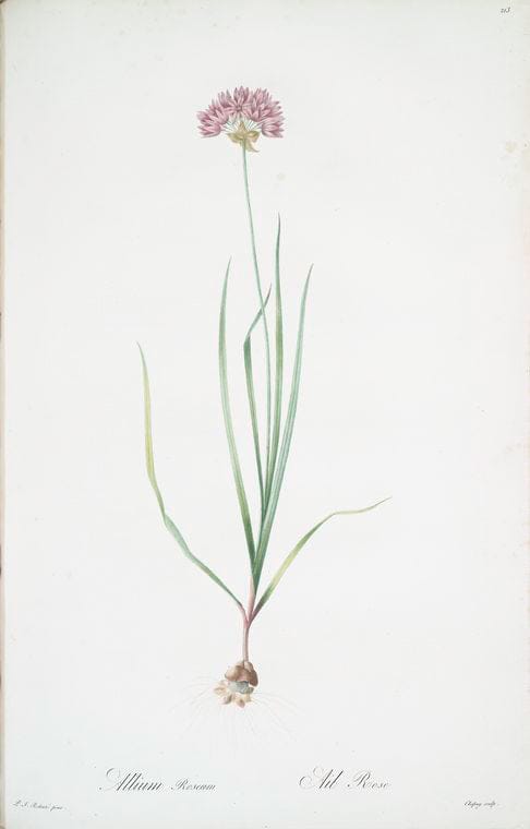 Art Print : Allium obliquum, 1759 - Vintage Wall Art