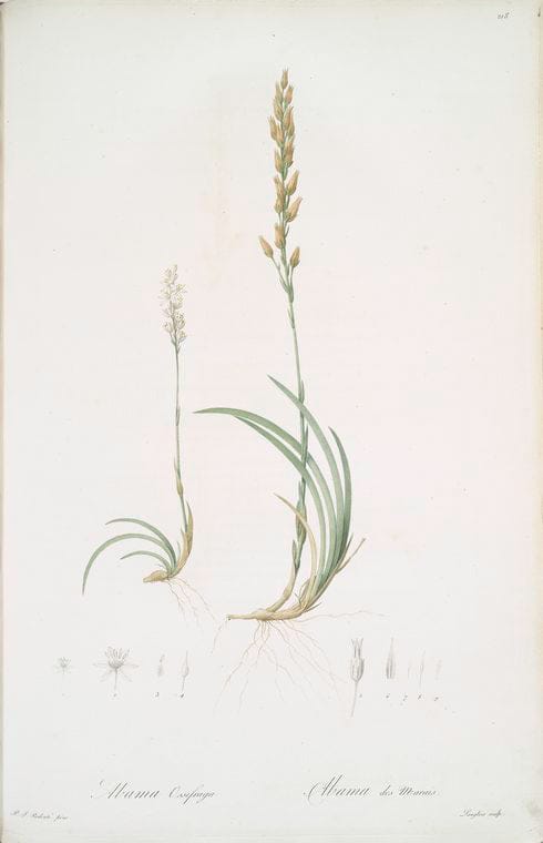 Art Print : A-B. Lastrea dilatata coliina ; C-D. L. dilatata Nana. [The Broad Prickly-Toothed Buckler Fern], 1831 - Vintage Wall Art