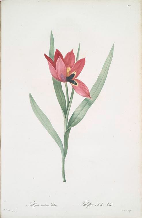 Art Print : Tulipa Gesneriana VAR. Luteo-rubra, 1759 - Vintage Wall Art