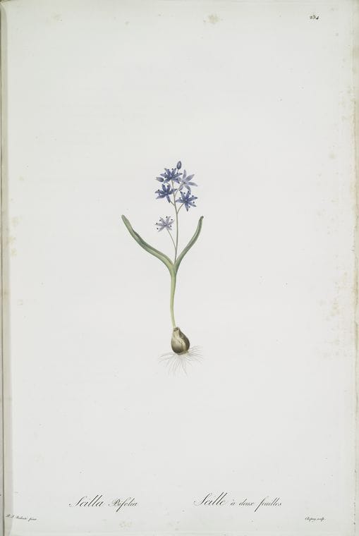 Art Print : Scilla autumnalis, 1759 - Vintage Wall Art