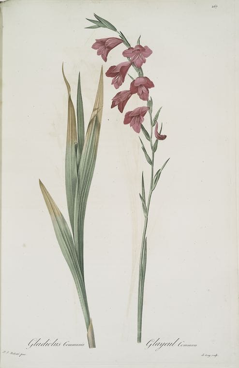 Art Print : Gladiolus carneus, 1759 - Vintage Wall Art