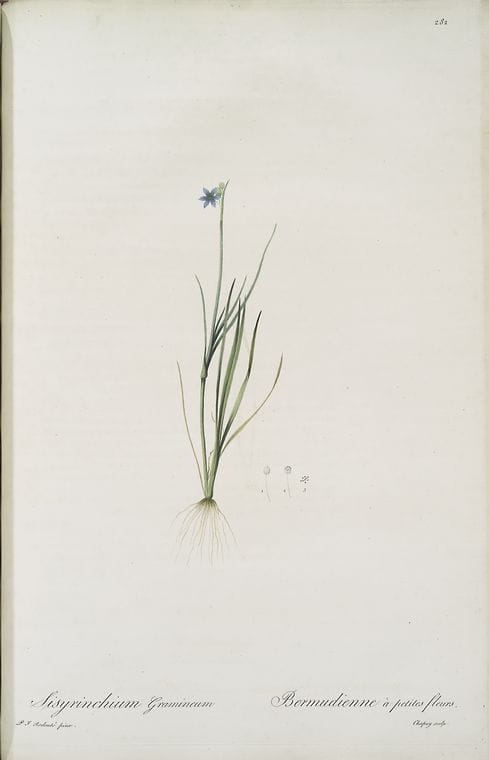 Art Print : Sisyrinchium collinum, 1759 - Vintage Wall Art